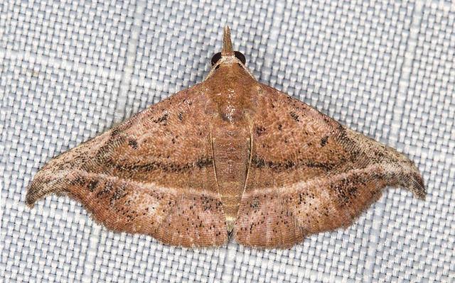 Corgatha ancistrodes