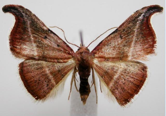 Corgatha ancistrodes