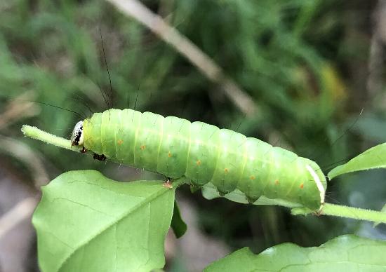 Fascionycta fasciata