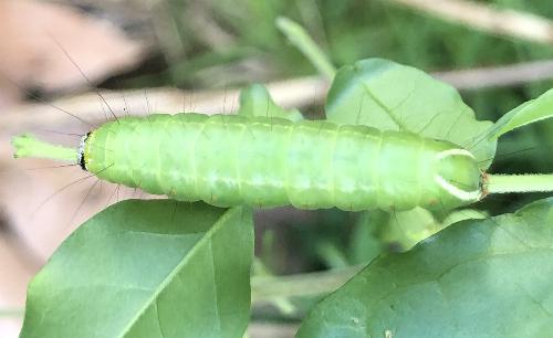 Fascionycta fasciata