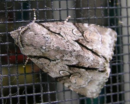 Fascionycta fasciata