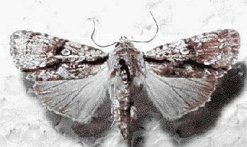 Fascionycta fasciata