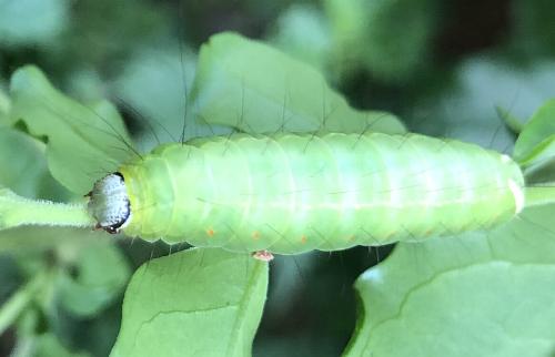 Fascionycta fasciata