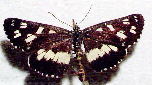 Cruria donowani