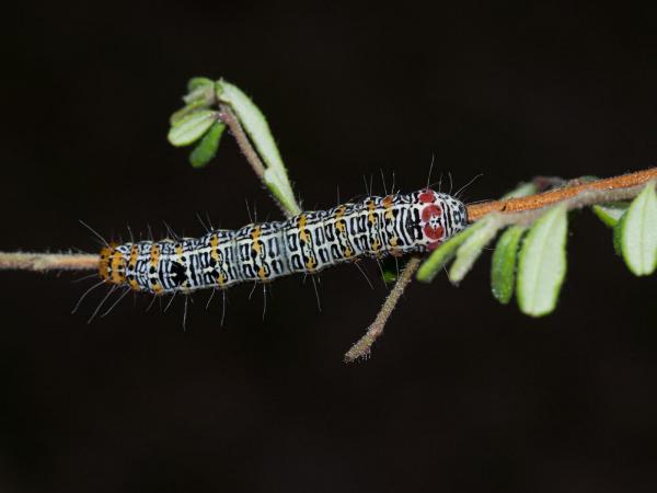 Hecatesia fenestrata