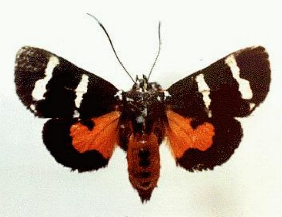 Hecatesia fenestrata