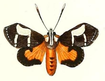 Hecatesia fenestrata