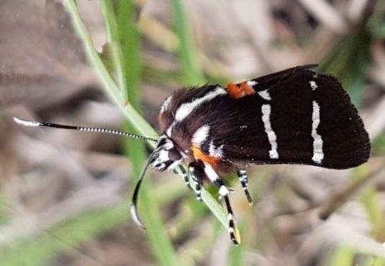 Hecatesia fenestrata
