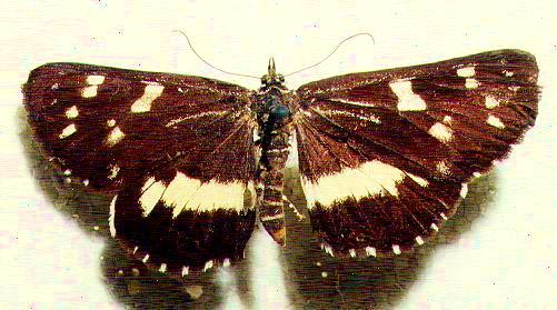 Cruria synopla