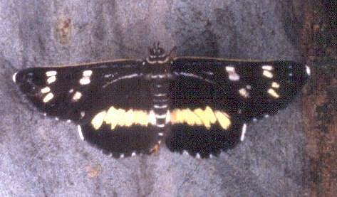 Cruria synopla