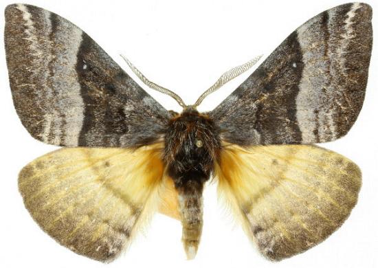Anthela asciscens