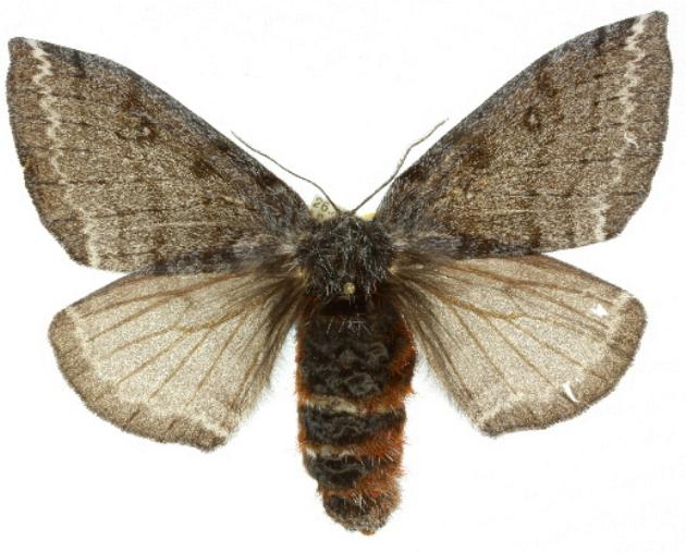 Anthela asciscens