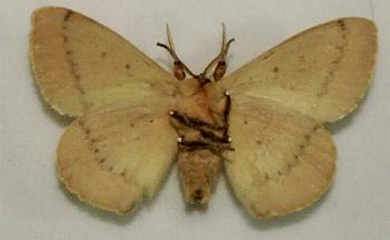 Anthela canescens