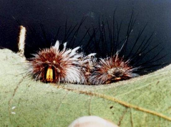 Anthela canescens