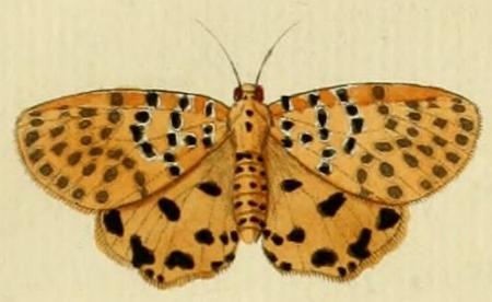 Argina astrea