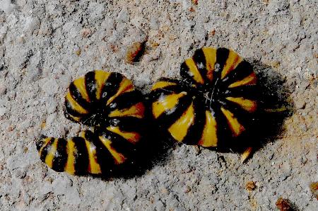 Tyria jacobaeae larva