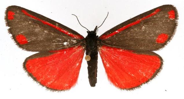 Tyria jacobaeae