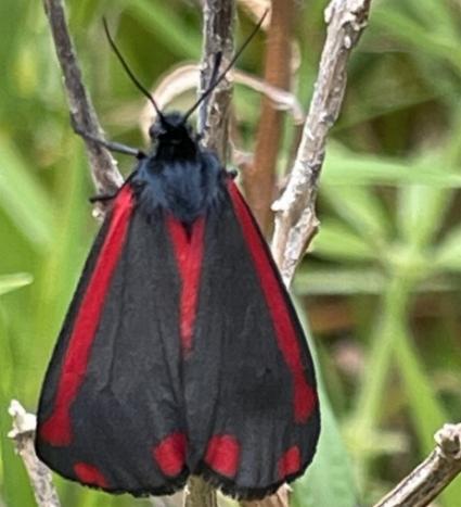 Tyria jacobaeae