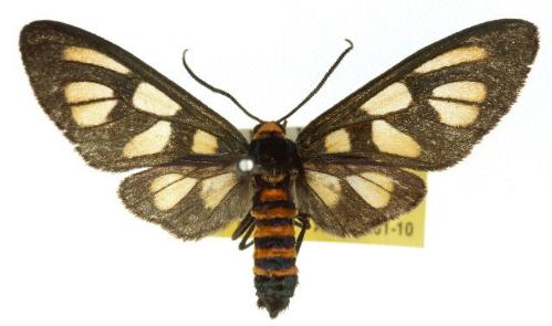 Amata leucacma