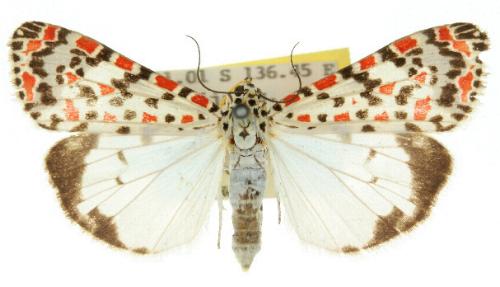 Utetheisa pectinata