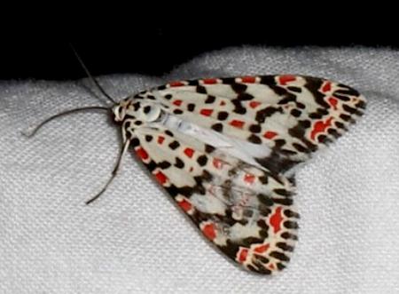 Utetheisa pectinata