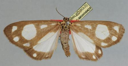 Utetheisa pellex