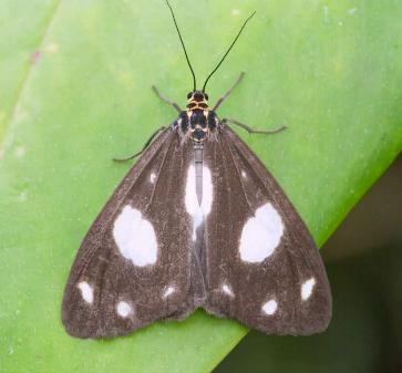 Utetheisa pellex