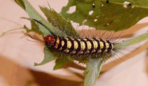 Nyctemera secundiana larva