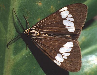 Nyctemera secundiana