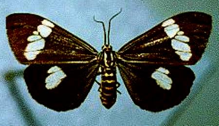 Nyctemera secundiana