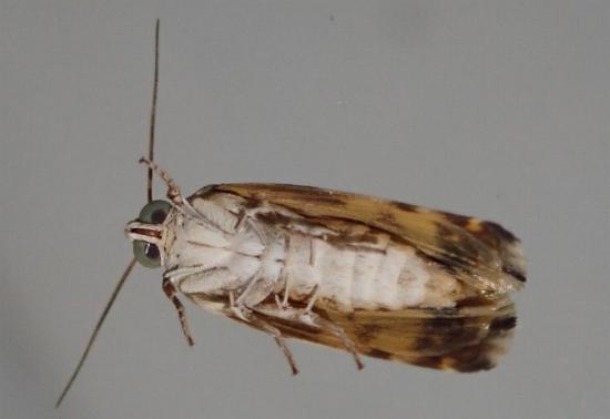 Acontia elaeoa