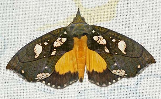 Eudocima cocalus