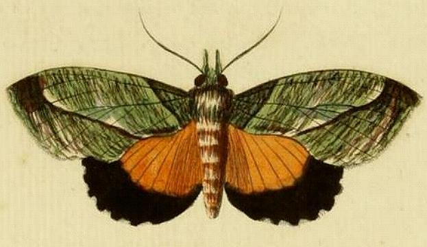 Eudocima cocalus