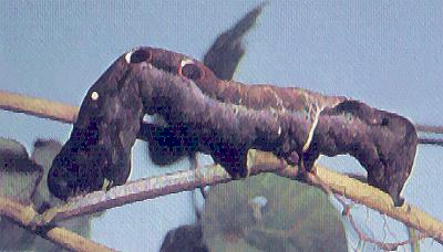 Eudocima salaminia