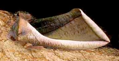 Eudocima salaminia