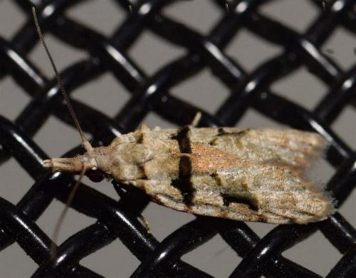 Coscinoptycha improbana