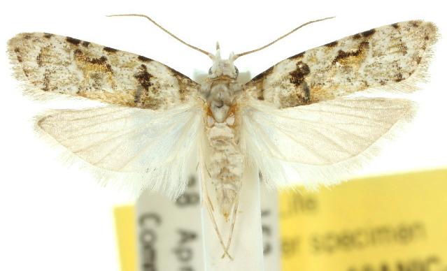 Coscinoptycha improbana