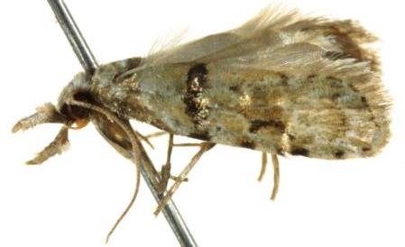 Coscinoptycha improbana