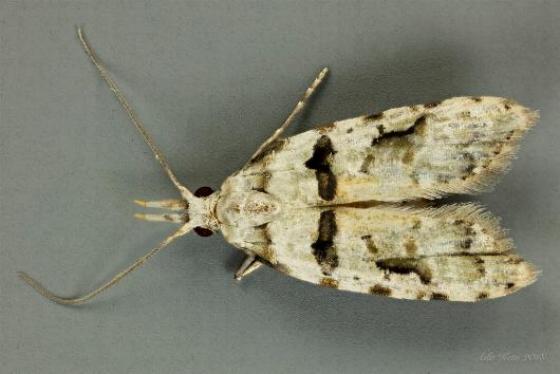 Coscinoptycha improbana
