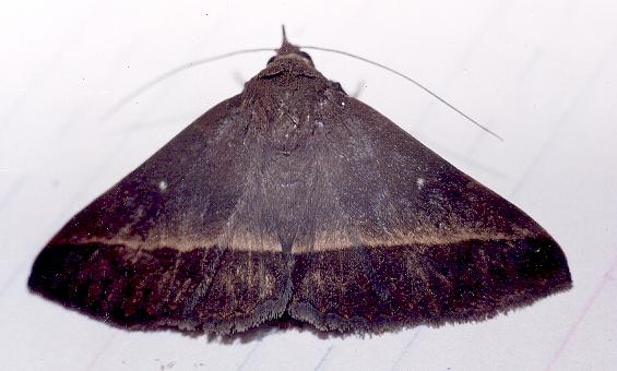 Hypospila dochmotoma