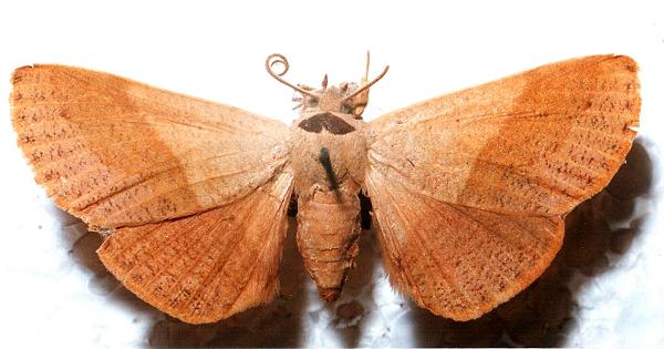 Ophyx ochroptera