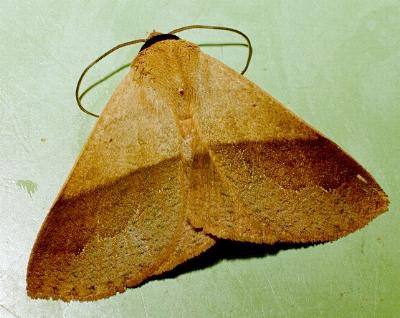 Ophyx ochroptera