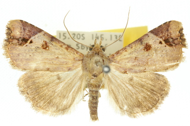 Conosema pratti