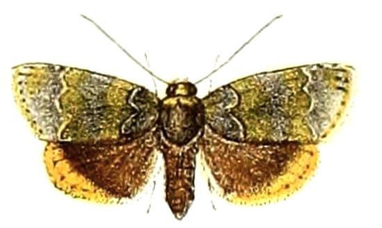 Lasiolopha saturata