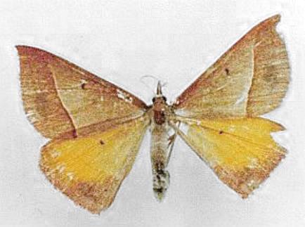 Epidesmia chilonaria