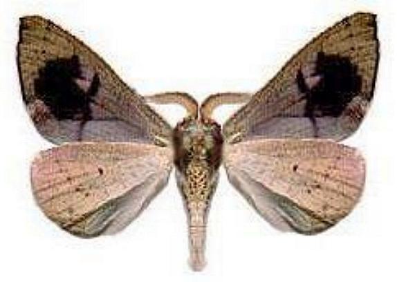 Arhodia lasiocamparia