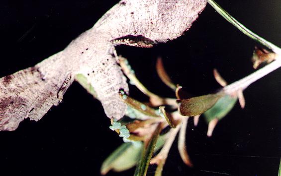 Circopetes obtusata