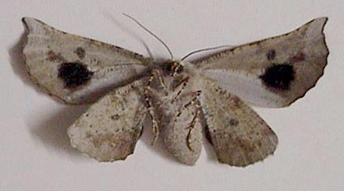 Circopetes obtusata
