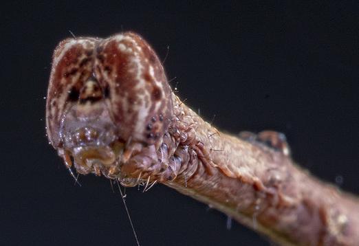 Circopetes obtusata
