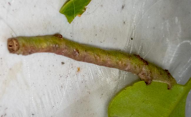 Circopetes obtusata